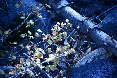 DSC_5050 (Large).JPG